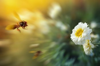  bee-white-flower-full.jpg