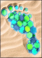 CFPfoot_in_sandskinnyborder.jpg